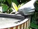 Vogeltränke