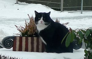 Blumentopf mit Kater Klitschko Blumentopf mit Kater Klitschko