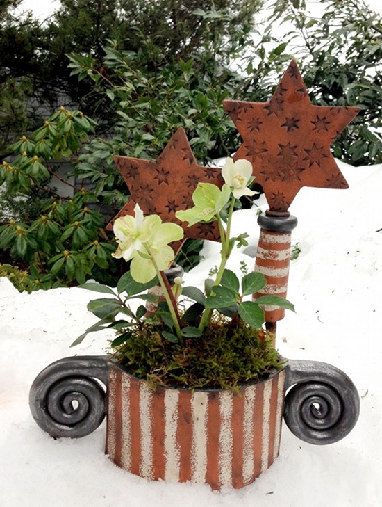 Christrose, Weihnachtssterne im Dezember 2012