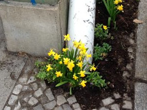 Guerilla Gardening – Garten Kunst Ron Finley