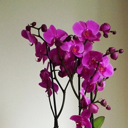Orchideen im Topf