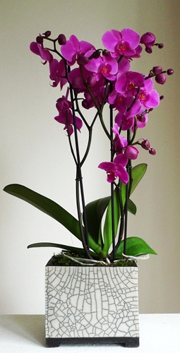 Orchideen im Topf Orchideen im Topf