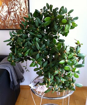 Rhododendron in der Vase