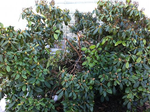 Rhododendron Schneebruch