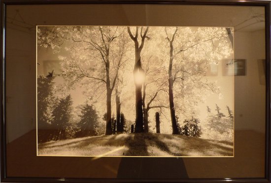 Rober Skubacz: Fotografie Bäume im Gegenlicht Rober Skubacz: Fotografie Bäume im Gegenlicht