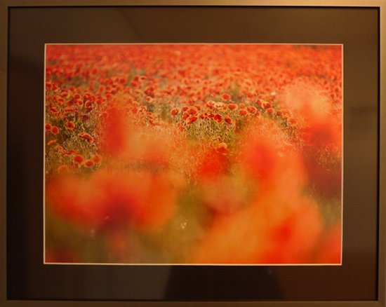 Roter Mohn 2, Fotografie von Robert Skubacz Roter Mohn 2, Fotografie von Robert Skubacz
