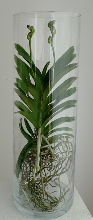 Orchidee Vanda Magic Blue in Hof am Quetschenweg. Orchidee Wanda
