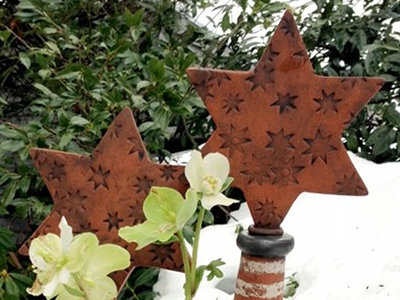 Christrose und Weihnachtssterne