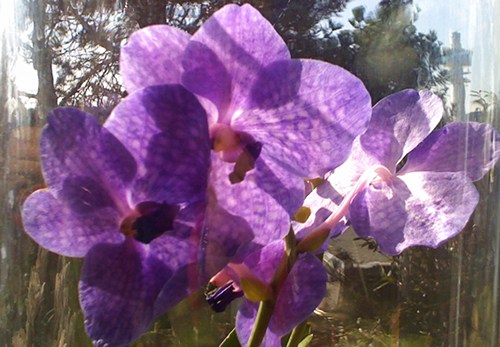 Vanda Orchidee blüht Ostern-2010
