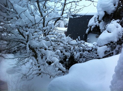 Rhododendron unter Schnee, Quetschenweg in Hof, Winter 2010