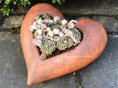 Gartenideen: Keramik Herz Pflanzgefäß